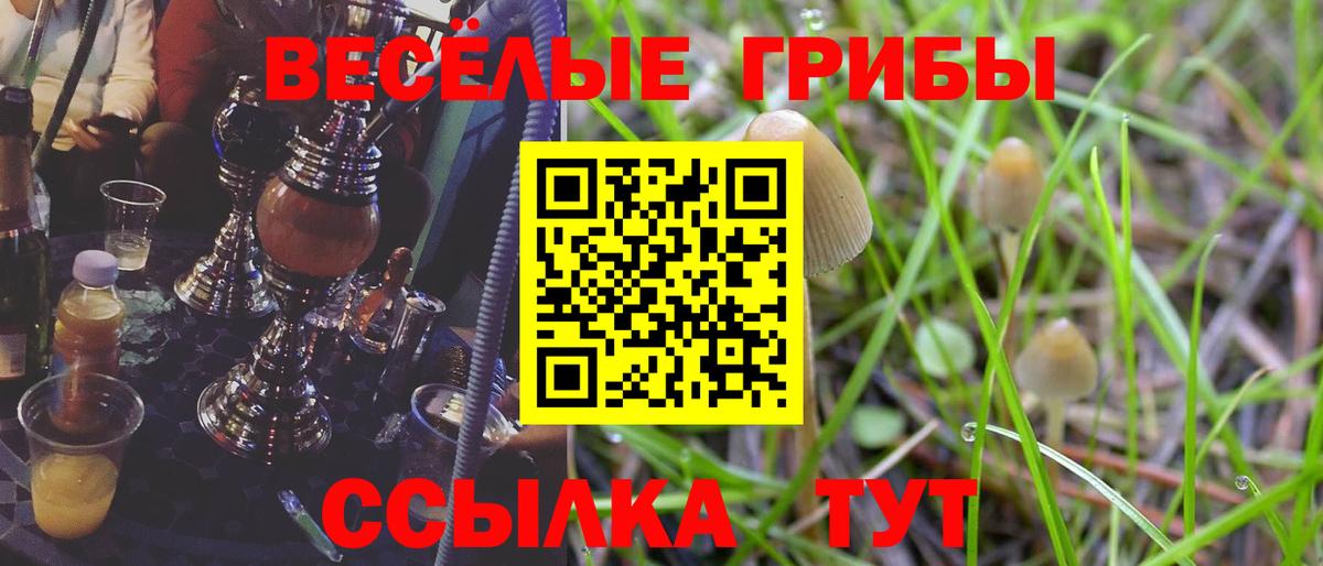 Галлюциногенные грибы Psilocybine cubensis Мценск
